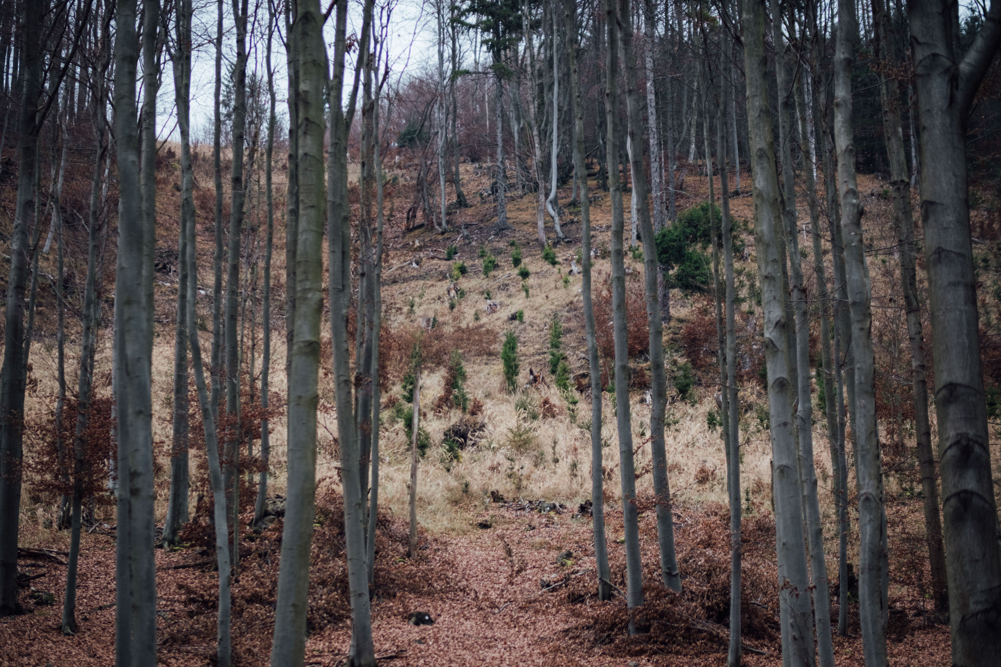 Kvapka Rajeckej doliny sa tento rok presúva z lesov aj k vodným tokom