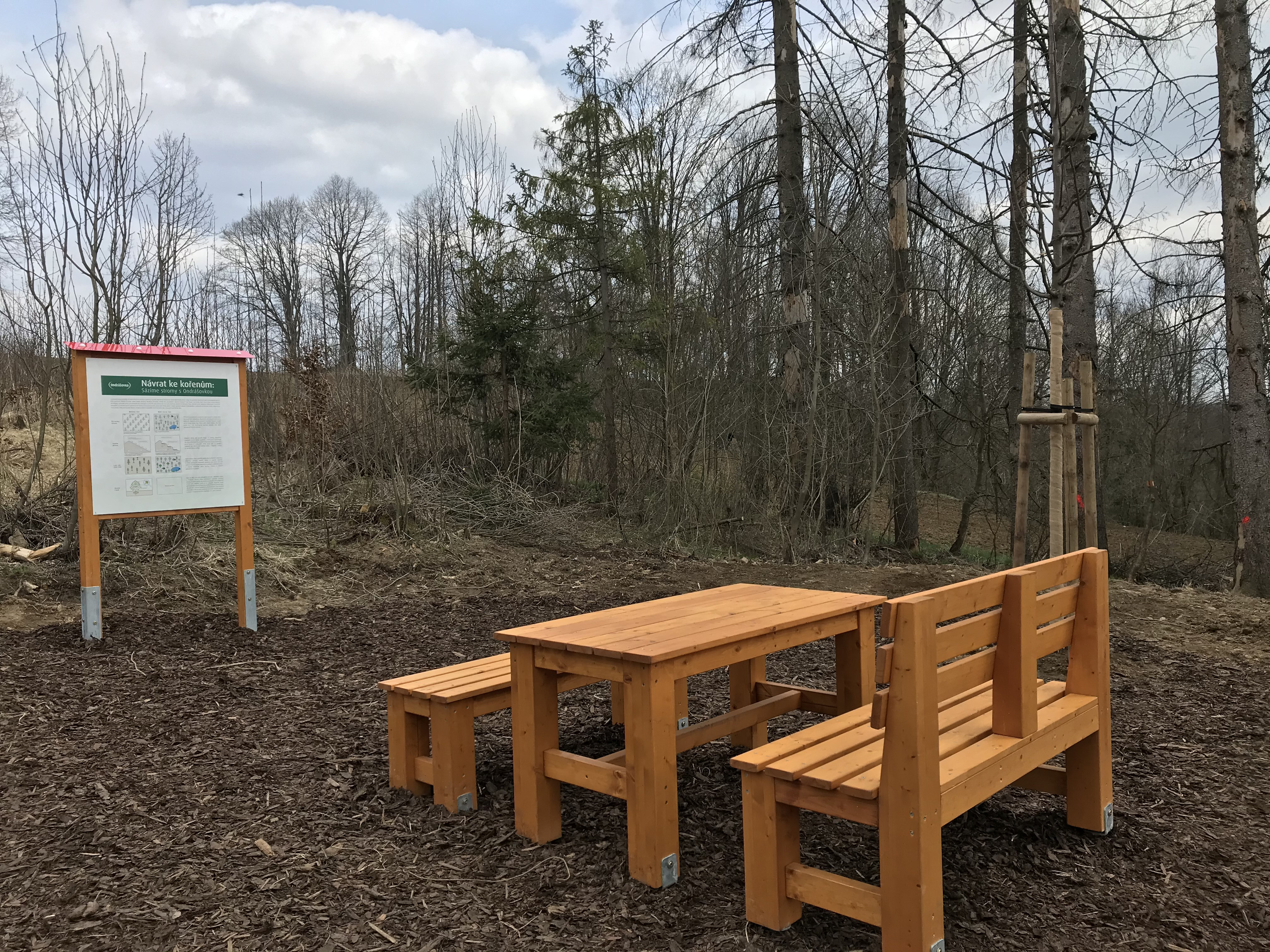Zaměstnanci Ondrášovky vysadili v blízkosti Moravského  Berouna les odolný vůči suchu i kůrovci