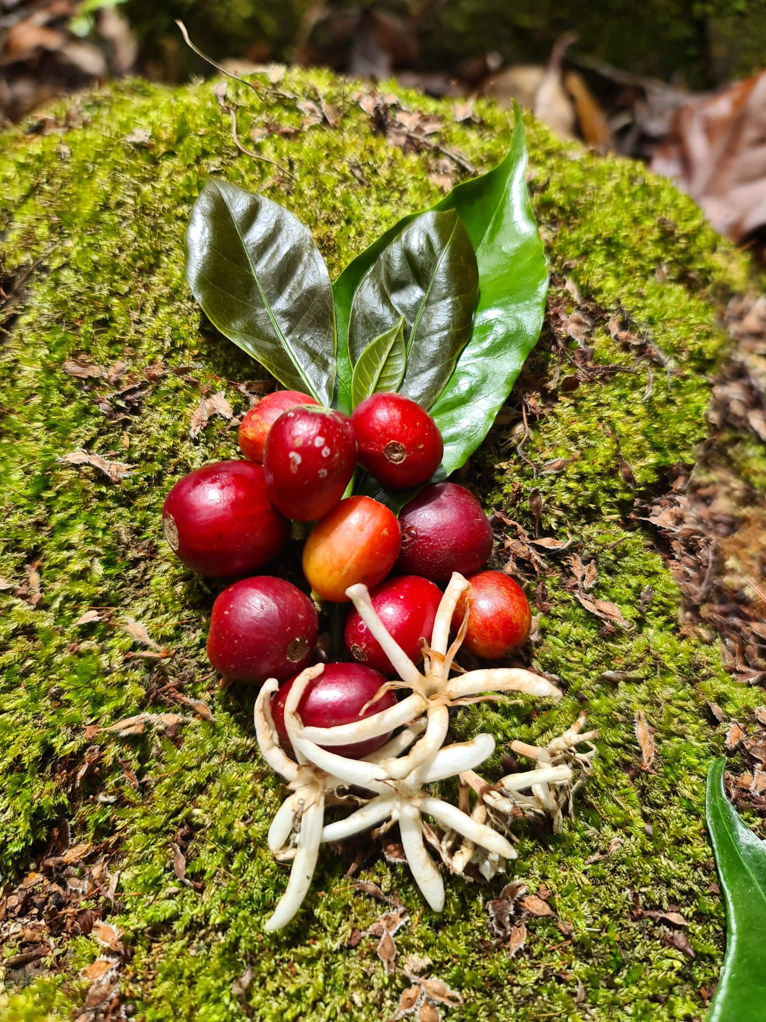 Kofola kupuje ďalšie kávové plantáže.  Rodinnú farmu a kvalitné zrno našla v Paname 
