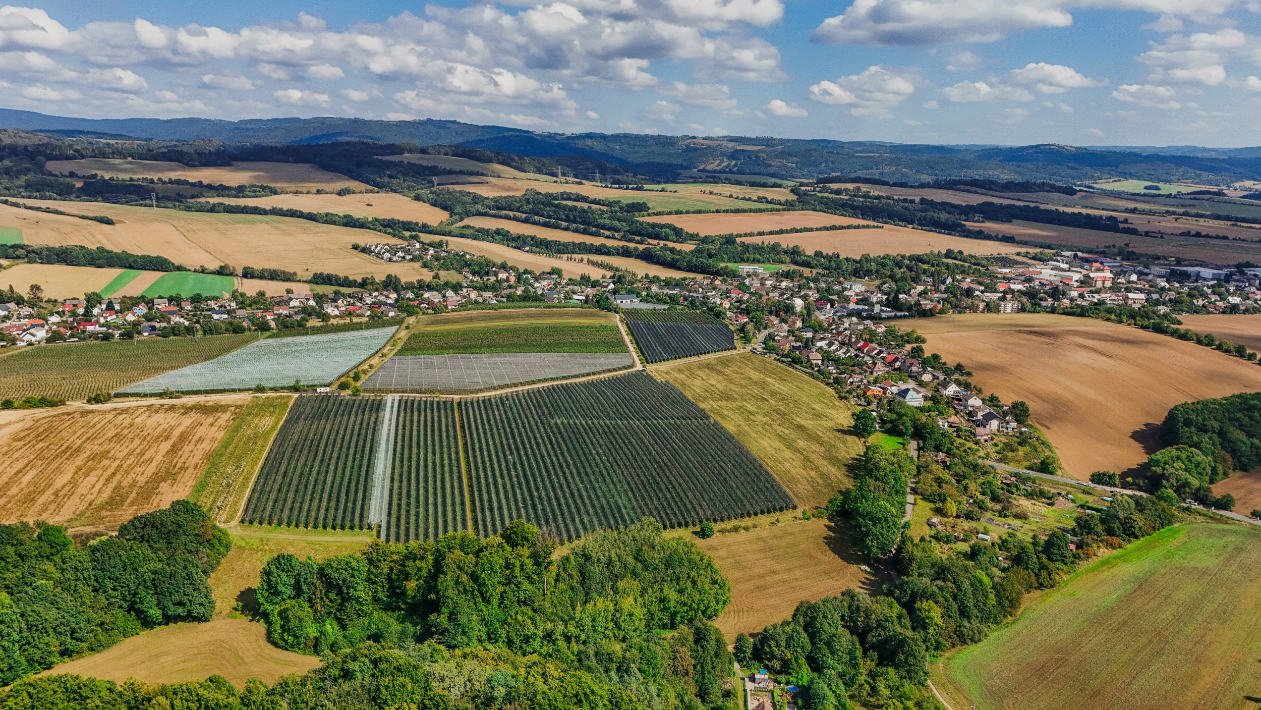 Kofola hlásí úspěšnou sezónu v zachráněných sadech. Rozšiřuje výsadby i plochu, na které hospodaří.