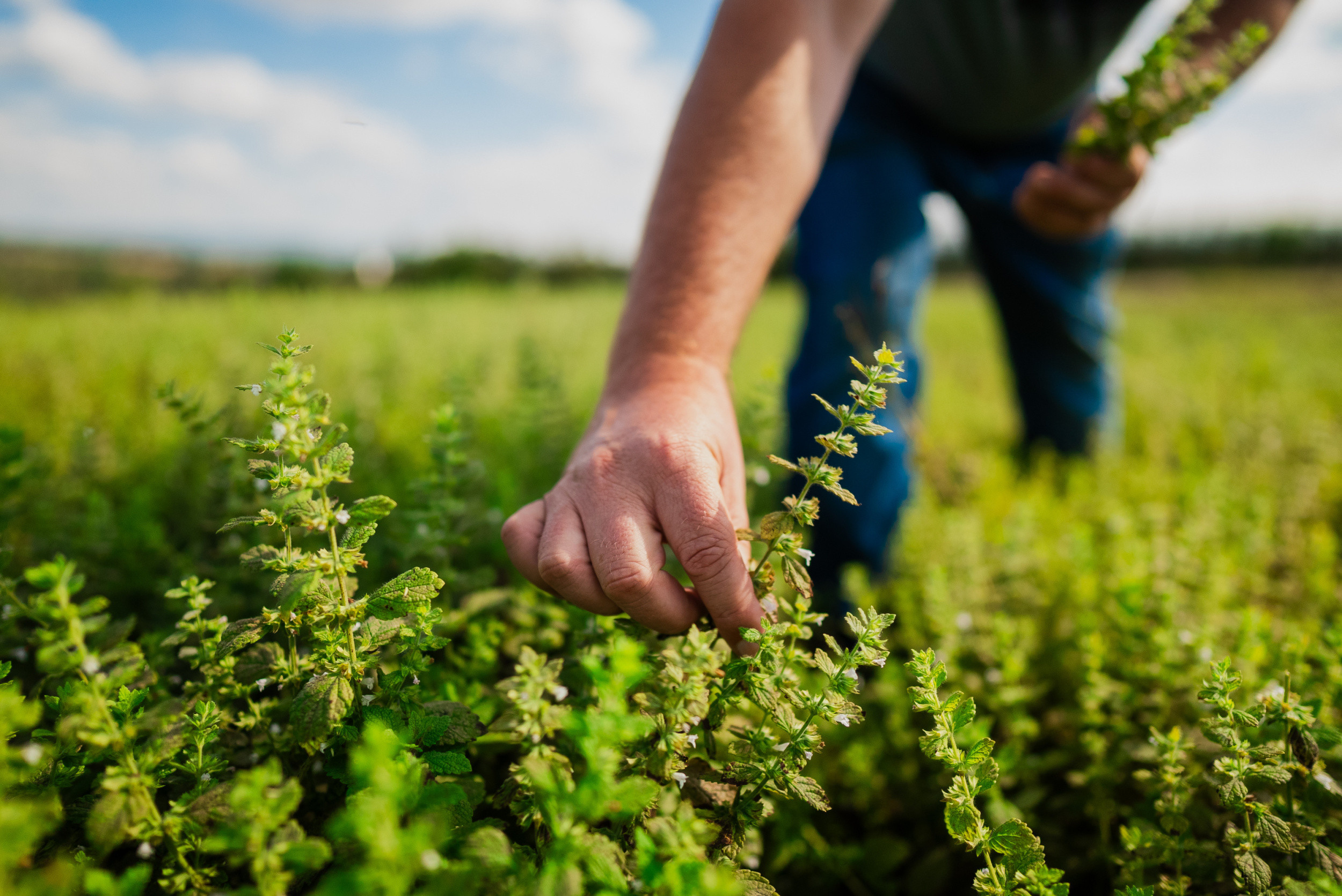 Kofola hlásí úspěšnou sezónu v zachráněných sadech. Rozšiřuje výsadby i plochu, na které hospodaří.