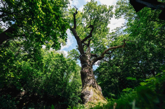 Titulem Strom roku se pyšní svědek dávné historie. Zeleným symbolem Česka se stal Oldřichův dub z Peruce