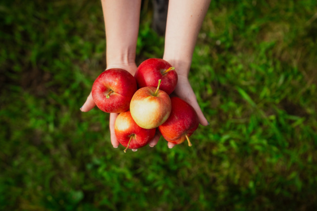 Kofola hlásí úspěšnou sezónu v zachráněných sadech. Rozšiřuje výsadby i plochu, na které hospodaří.